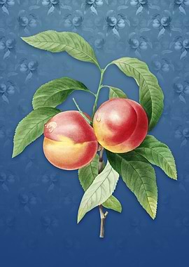 Peach on Bahama Blue