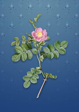 Pink Sweetbriar Rose