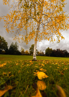 Autumn birch tree dreams