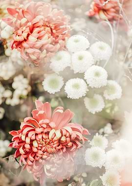 chrysanthemums long life