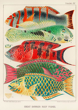 Great Barrier Reef Fishes