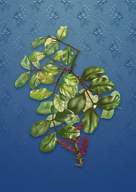 Carob Tree on Bahama Blue