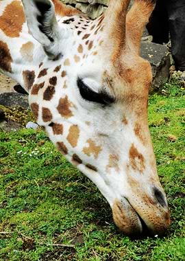 Girafe