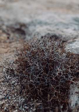 Euphorbia acanthothamnos