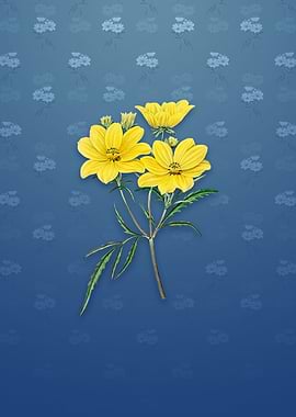 Golden Coreopsis Flower