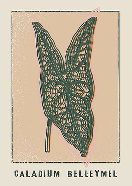 Heart of Jesus Caladium