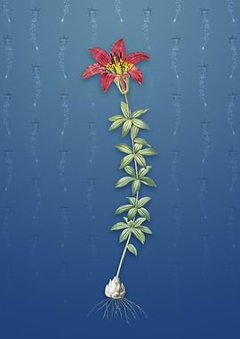 Wood Lily on Bahama Blue