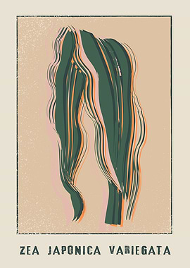 Striped Maize Zea Japonica