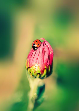 Calm ladybug on a flower
