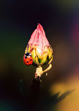 Relaxing ladybug