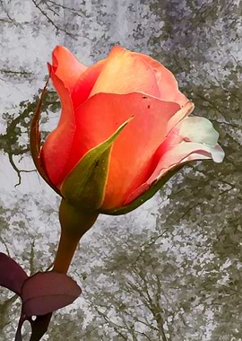 Vintage coral rose aesthet