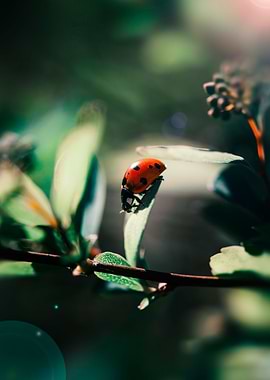 Ladybug under the sunlight