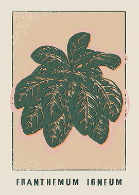 Eranthemum Igneum Plant