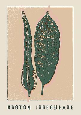 Croton irregulare Plant