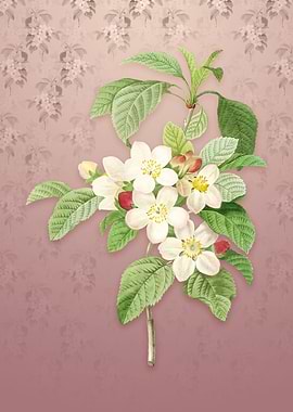 Vintage Apple Blossom