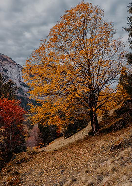 Mountain Autumn Tree