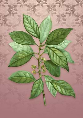 Redbay on Dusty Pink