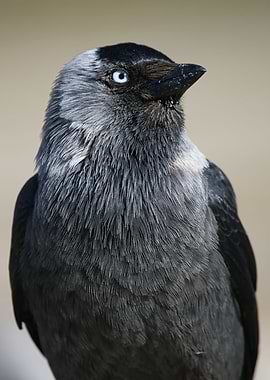 haughty black bird