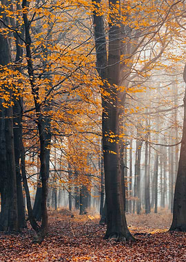 Autumn trees,forest,leaves