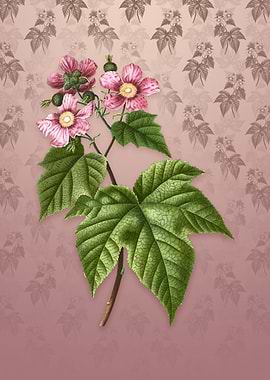 Purple Flowered Raspberry