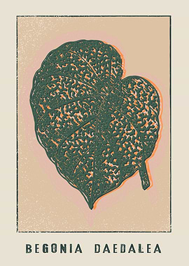 Begonia Daedalea Leaf Art
