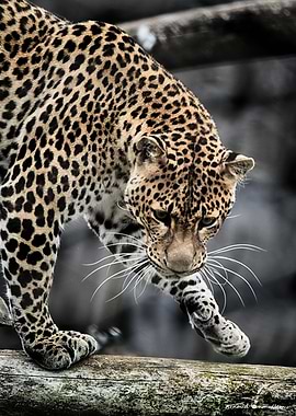 Leopard