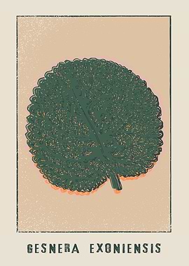 Gesnera exoniensis Leaf