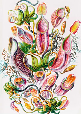 Nepenthaceae