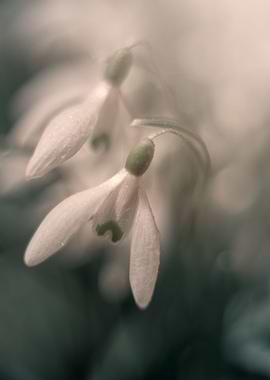 White snowdrops flowers