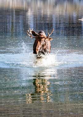 Moose crossing a river
