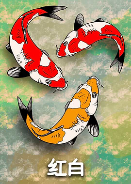 Nishiki koi fish 2