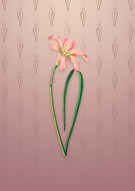 Spofforth Zephyranthes