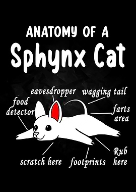 Anatomy of a Cat