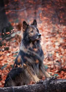 German Shepherd in forest