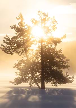 Sunrise through the snow