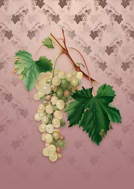 Vintage Muscat Grape