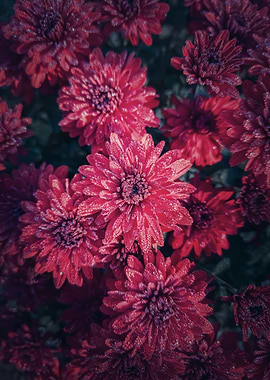 Top view red chrysanthemum
