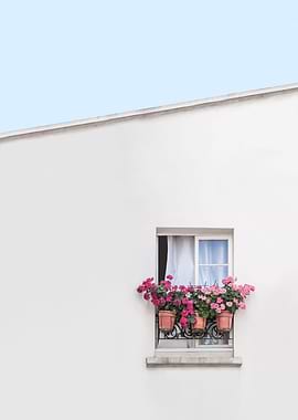 Pink Geraniums Paris