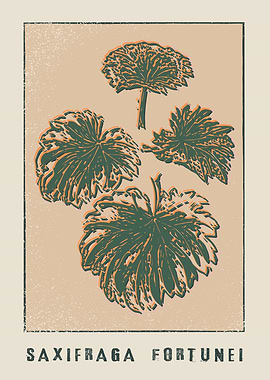 Saxifraga Fortunei