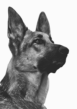 German Shepherd Black