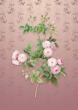 Vintage Pink Baby Roses