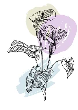 Calla and lily Minimalist