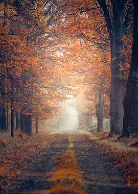 Autumn alley, trees,forest