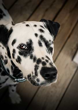 Dalmatian Wink