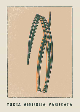 Yucca Aloifolia Variecata