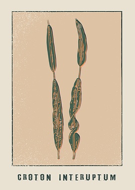 Croton interuptum
