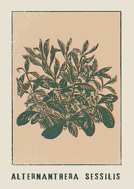 Alternanthera Sessilis