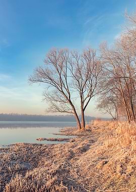 Frosty morning, tree, lake