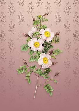 Thornless Burnet Rose