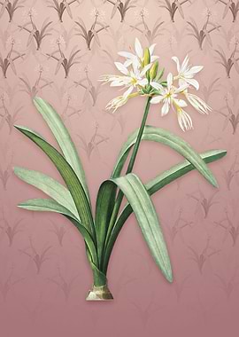 Pancratium Illyricum